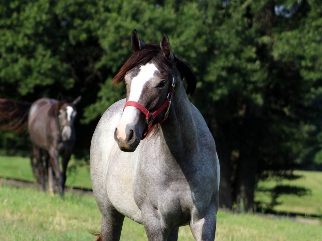 Susan Cooney Horse