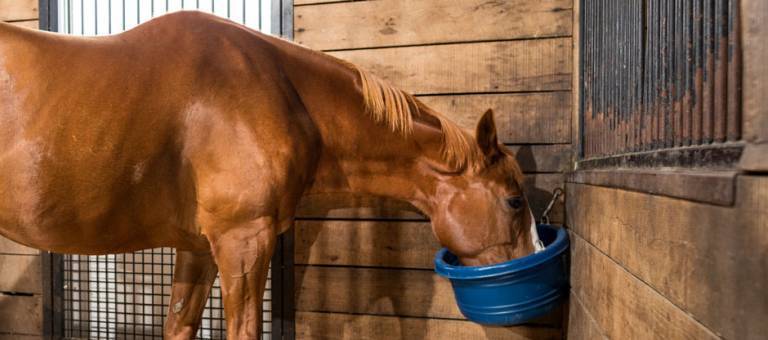 Chestnut horse eating grain from a blue feed bucket in a stall.