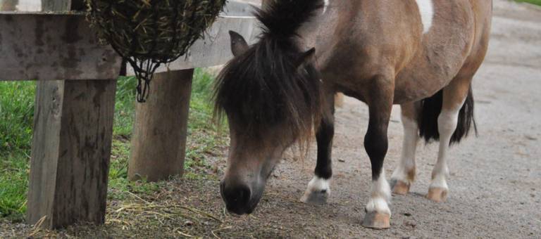 Mini horse in a drylot