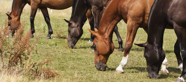 Horses grazing in field