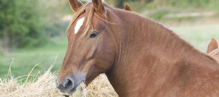 Horse eating hay