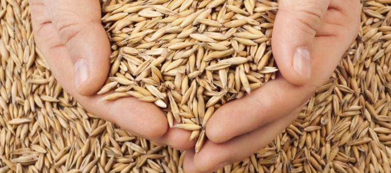 A handful of oats