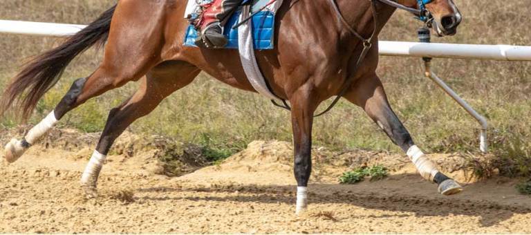 Close-up of a racehorse's legs during a gallop