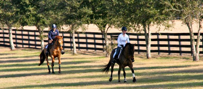 Riders cantering horses along a fence line