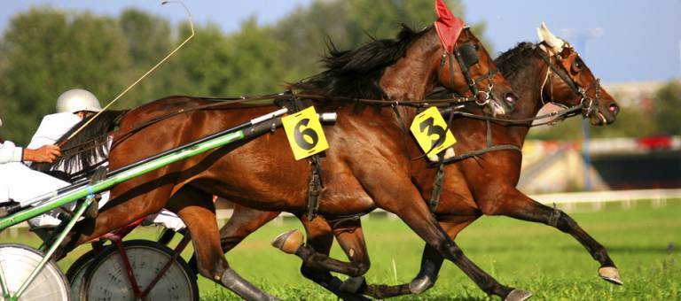Harness racing