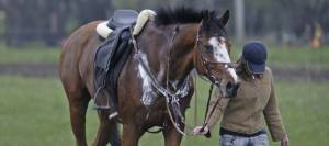 Sweaty horse