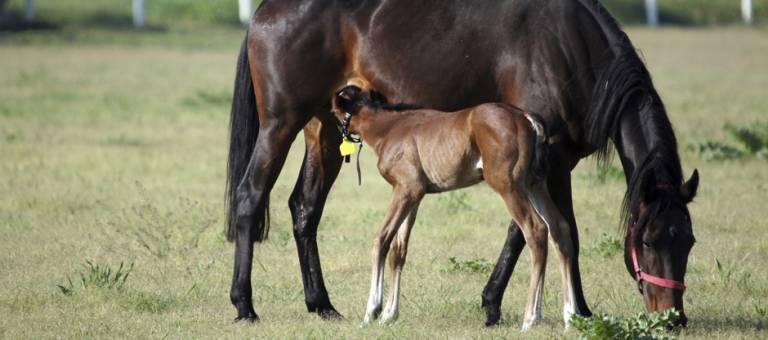 Foal nursing