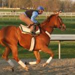 Racehorse in training