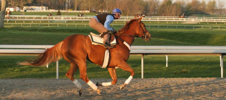 Racehorse in training