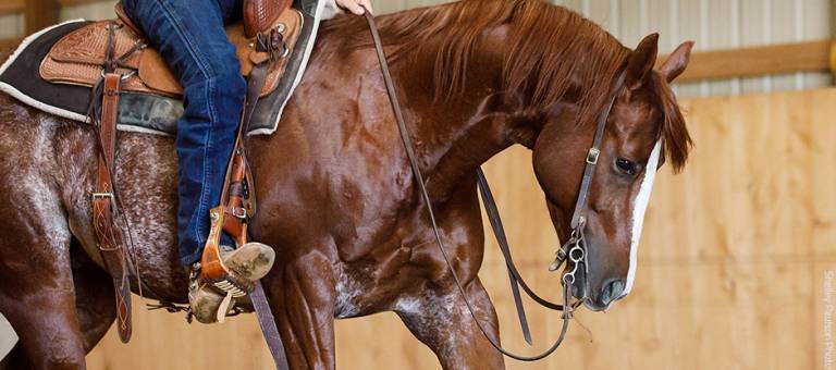 Western performance reining cutting horse.