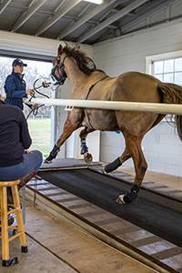 Horse galloping on high-speed treadmill