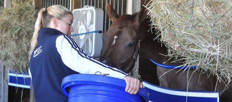 Woman feeding a horse in a stall