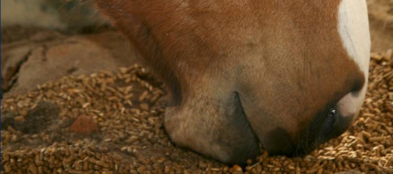 Horse eating grain