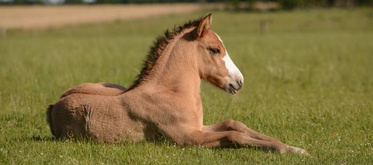 Foal laying in field