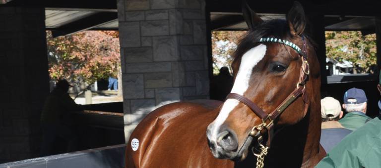 Yearling at sale