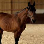 Horse standing in arena