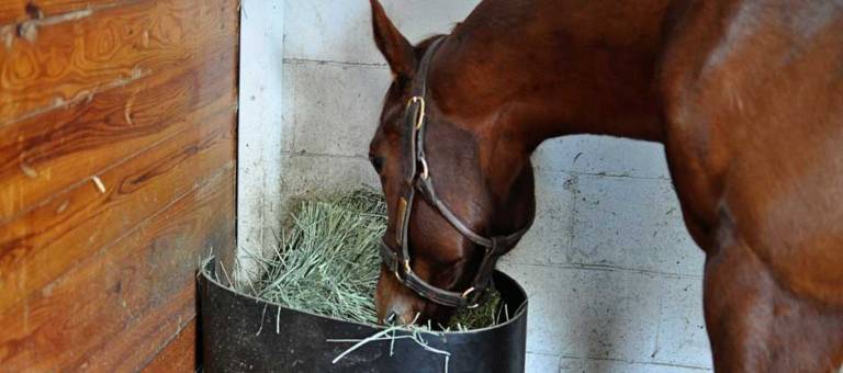Stalled horse eating hay from a corner feeder.
