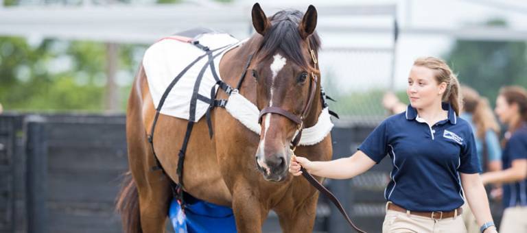 Intern leading a research horse wearing a nappie.