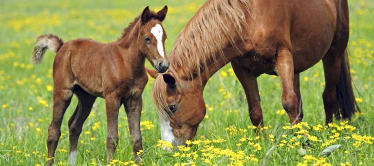 Mare and foal in pasture