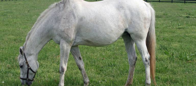 Pregnant Mare