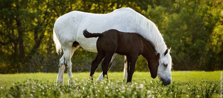 Draft mare and foal grazing in grass field.