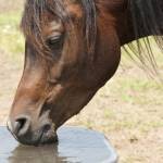 Dark Bay Arabian horse drinking