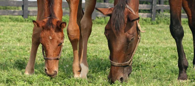 Mare and foal grazing