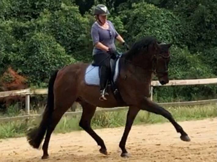 Bay horse and rider schooling dressage movements at the trot.