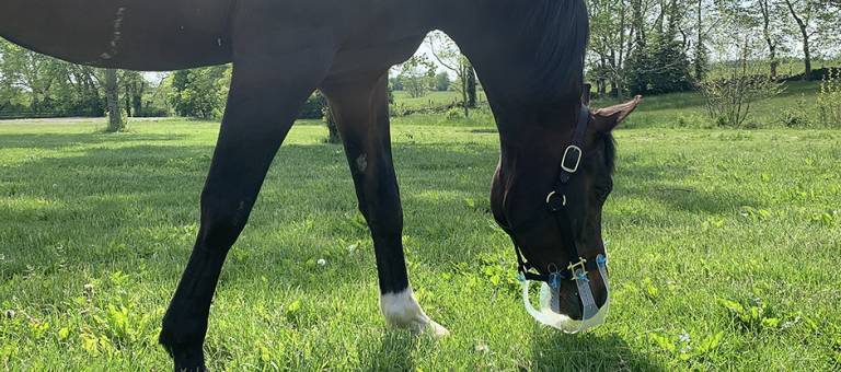 Bay horse in field with grazing muzzle.
